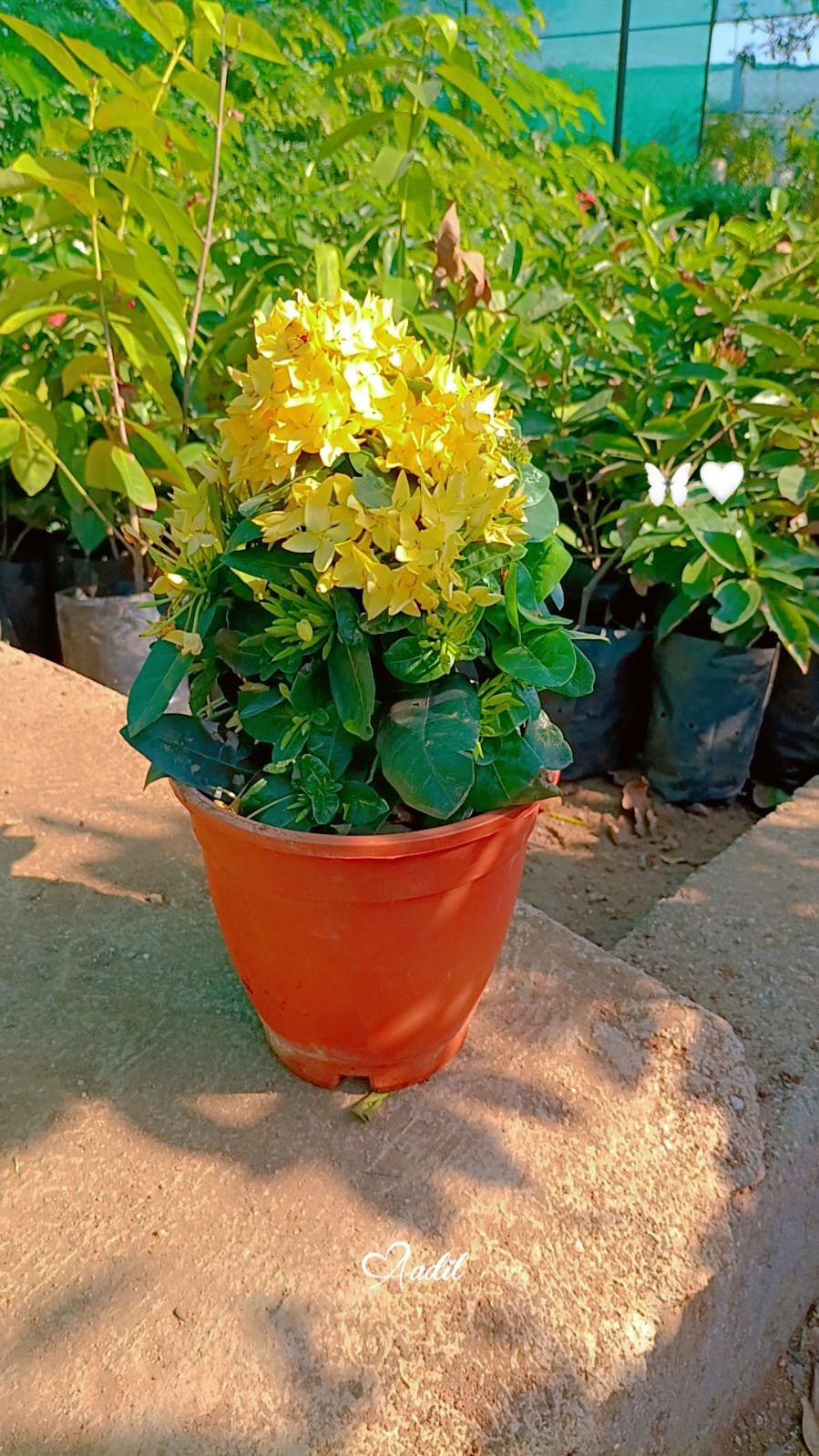 Mini Ixora Yellow